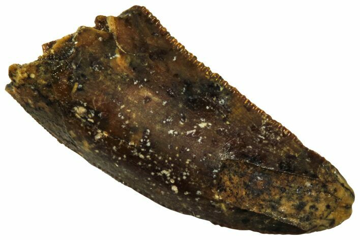 Serrated, Raptor Tooth - Real Dinosaur Tooth #208276